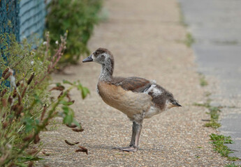 A side view of a young Egyptian goose standing on a path. 