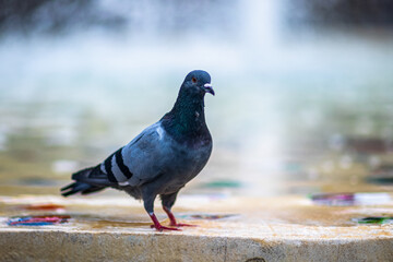 pigeon on the stone