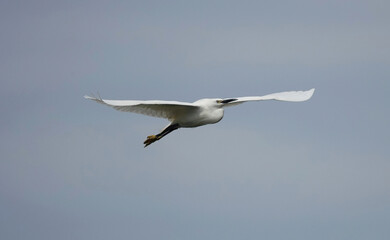 A little egret with wings extended flying through the sky on a clear day. 