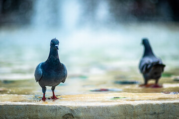 pigeons in the park