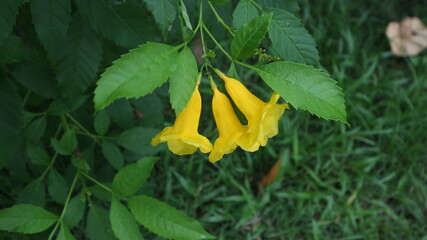yellow flower in the garden