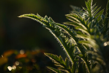 fresh green leaves with water drops. Green flowers in summer morning raindrops. Sun rays break through branch after rain. greens in clean dew drops. Sunbeam in summer nature. Ecology environment