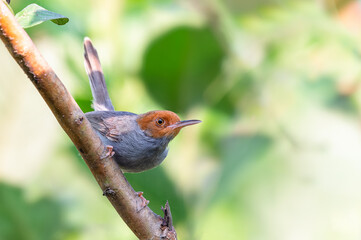 Ashy Tailorbird or  Orthotomus or Red-headed Tailorbird, beautiful bird perching on branch with green background, Thailand.