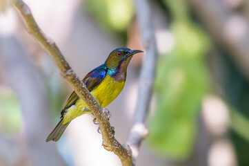 Fototapeta premium Brown-throated sunbird or Plain-throated sunbird or Anthreptes malacensis, Beautiful small bird perching on branch with colorful background. Thailand