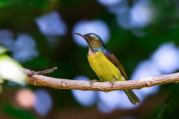 Brown-throated sunbird or Plain-throated sunbird or Anthreptes malacensis, Beautiful small bird perching on branch with colorful background. Thailand