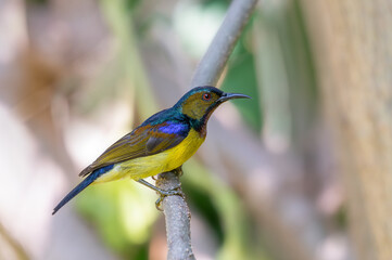 Brown-throated sunbird or Plain-throated sunbird or Anthreptes malacensis, Beautiful small bird perching on branch with colorful background. Thailand