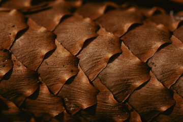 close up of a natural fir cone texture, brown natural background, daylight, autumn colours
