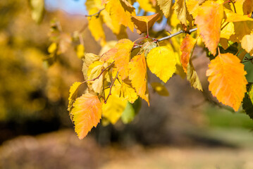 Fototapeta na wymiar Autumn background-yellow leaves in the city Park 