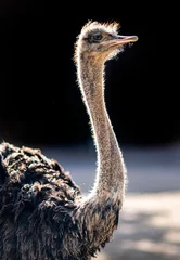 Deurstickers ostrich head close up © fatih