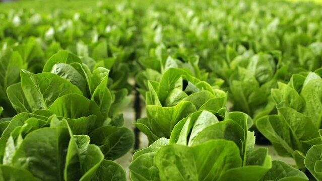 Close up of aquaponics bushes growing in greenhouse. Hydroponics plants grow at farm. Vegetables producing. Food production. Top view.