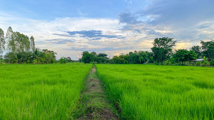 Green rice fields in Thailand