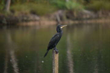 An Indian cormorant bird sitting on log in the milieu of backwaters. - Powered by Adobe