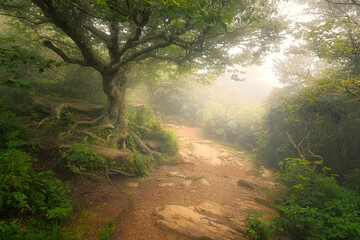  A dreamy landscape of an old tree with exposed roots on a trail at the Craggy Gardens in North...