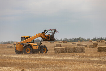 Telescopic handler harvesting straw in the field.  Telescopic handler. Agricultural machinery, farm equipment. Agroindustrial industry. Making hay.