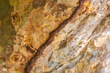 Termite nest way path track on tree in jungle Mexico.