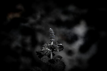 Mięta © Stolik_po_prostu