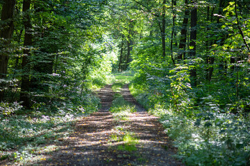 Dirt road through a forest in summer with green vegetation