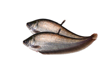 Notopterus notopterus fish,Bronze featherback of India  isolated on white background