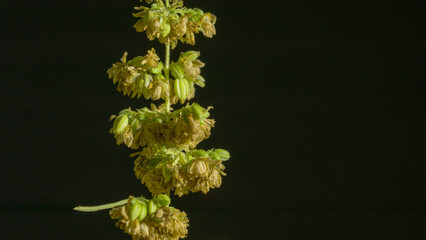 The male hemp flowers are in full bloom and are released to the female plant for fertilization..Male hemp flowers are bred to obtain seeds..Weed cultivation. Cannabis plant. Marijuana medicine leaf.