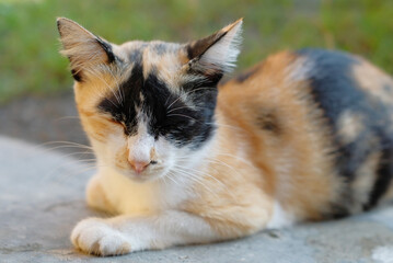 Cat - Cute cat. Sleeping cat seen from the front