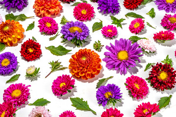 Autumn flowers flatlay background. Bouquet of colorful chrysanthemum, peonies (orange, purple, yellow, red) flowers on white background, frame border for greeting card top view copy space for text