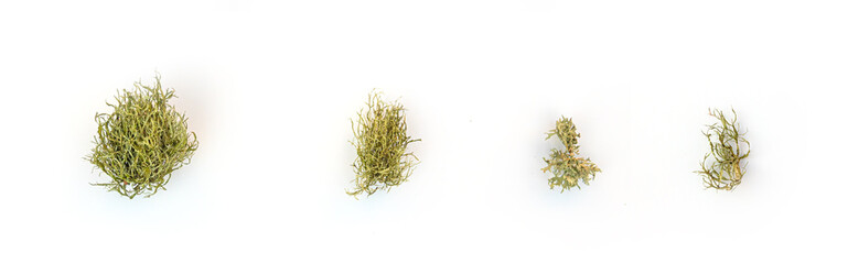 Lumps of moss of different sizes on a white background
