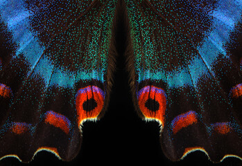 Bright colorful wings of tropical butterfly on black. Papilio maackii. Alpine black swallowtail. Colorful exotic swallowtail butterfly wings - Powered by Adobe