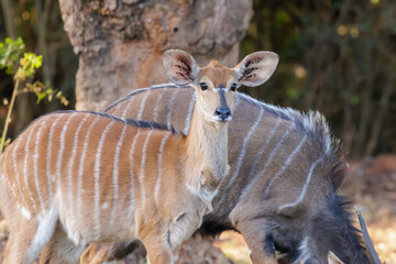 Young female nyala in the forest with her mom	