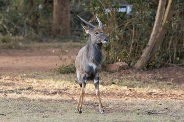 Nyala buck in South Africa
