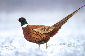 Common pheasant (Phasianus colchius) Ring-necked pheasant in natural habitat, winter time, snow