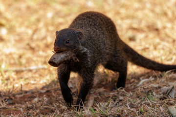 Banded mongoose carrying food