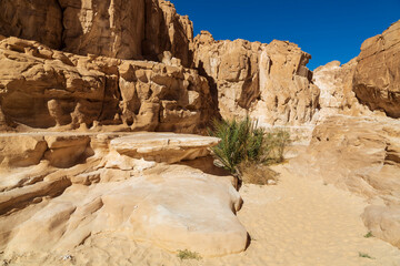 White Canyon in Sinai. Yellow and orange sandstone textured carved mountain, bright blue sky. Egyptian desert landscape. Sinai peninsula, Egypt © Анастасия Смирнова