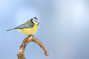 Naklejka premium Bird - Blue Tit ( Cyanistes caeruleus ) perched on tree winter time small bird on blue background