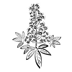 beautiful flowering horse chestnut with many delicate flowers, plant like a lovely bride, black pattern on a white background