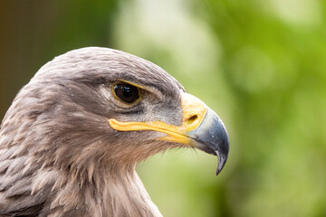 Evil stare of golden eagle