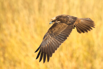 Fototapeta na wymiar Birds of prey - Marsh Harrier female Circus aeruginosus hunting time