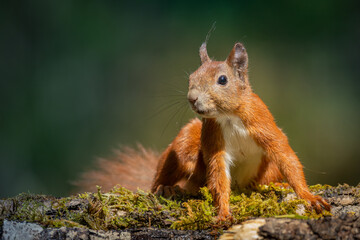 Sciurus vulgaris squirrel Poland, Europe © Marcin Perkowski