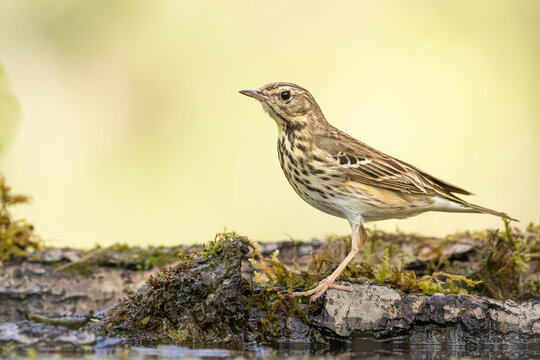 Tree Pipit Anthus trivialis bird by the forest puddle