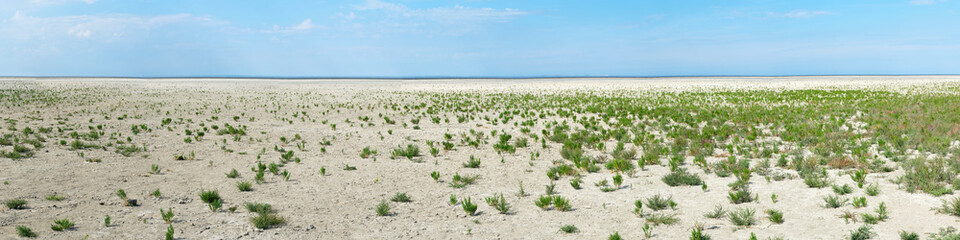 Panorama of a field of green samphire or salicornia plants in dry cracked tan coloured clay at the...