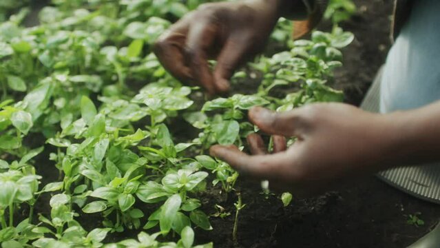 Close up tilt up shot of hands of black man pulling weeds in vegetable garden