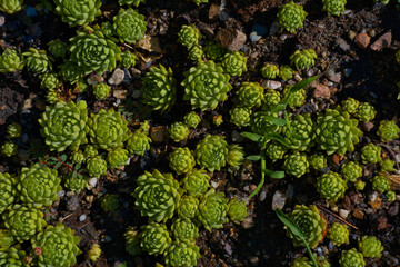 sempervivum rosettes green plants on the ground