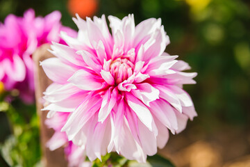 A wonderful pink dahlia in the botanical garden. Pink autumn flower.