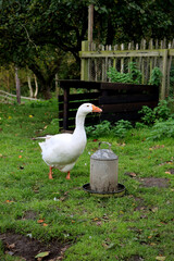 A farm goose in a grassy paddock, surrounded by trees and fences.