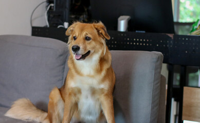 A mixed breed dog with folded ear sitting in sofa.