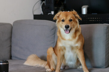 A mixed breed dog with folded ear sitting in sofa.