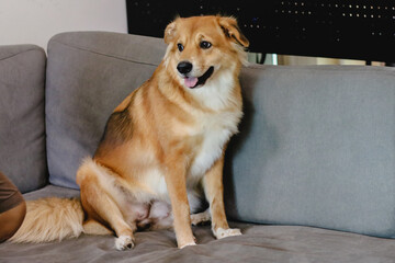 A mixed breed dog with folded ear sitting in sofa.
