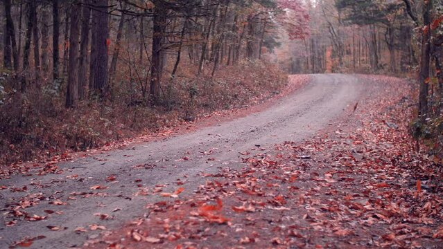 Country gravel mountain road scene with falling oak tree leaves dropping in the Autumn forest 