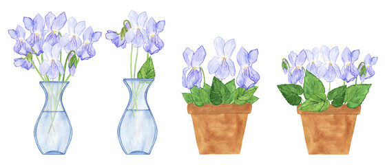 Wood violet flower in clay pot and glass vase isolated on white background. Watercolor hand drawing illustration. Viola Odorata element for design.
