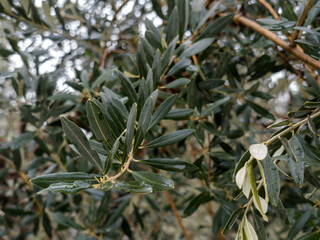 
Green natural background from green leaves. Green branches of an olive tree in cloudy weather. Design. Pattern. The texture of the leaves. Abstraction.