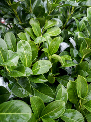 Green natural background from green leaves. Green branches of boxwood bush with snow. Overcast weather. bright green background of wet leaves. Design. Sample. The texture of the leaves. Abstraction.